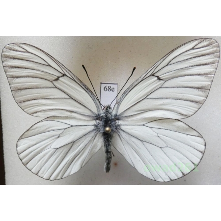 Aporia crataegi (Linnaeus, 1758) male Poland68e